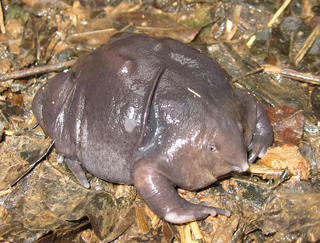 Illustration for article titled 12 Real Animals We Can't Believe Aren't Pokémon
